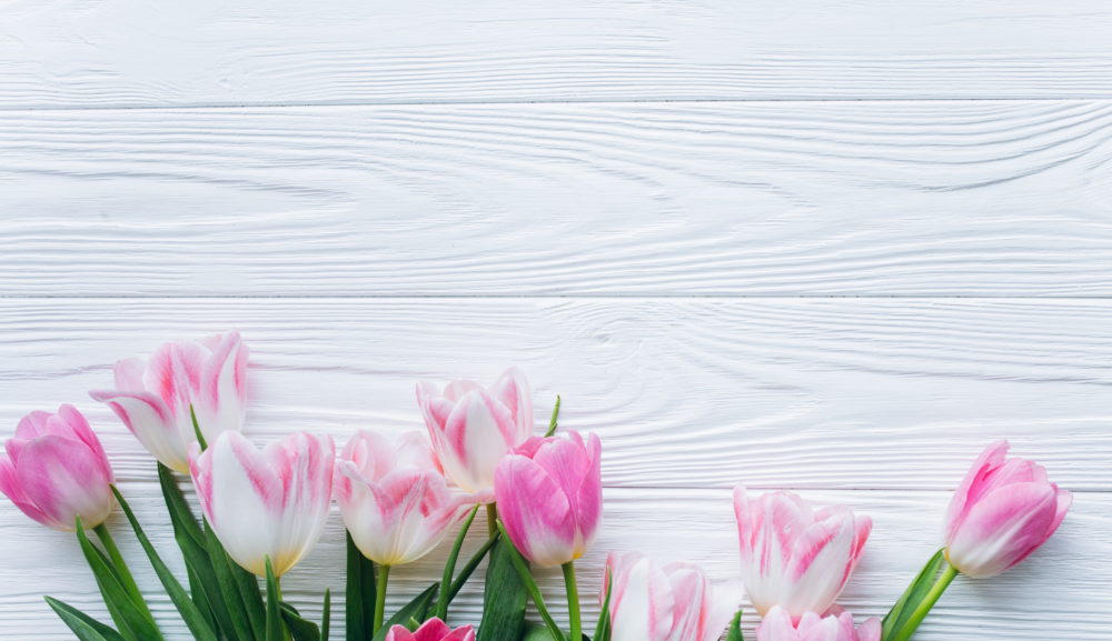 春ですよ！キャンペーン開始